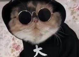 吃瓜娱乐的喵哥是谁呀,吃瓜娱乐界的神秘喵星人