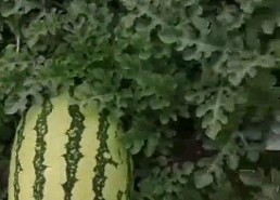 娱乐吃瓜基地,娱乐吃瓜基地独家爆料，明星幕后故事大公开