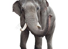 娱乐吃瓜酱大象鼻子,揭秘娱乐圈的神秘面纱