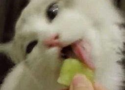 吃瓜少女猫娱乐,揭秘娱乐圈幕后故事