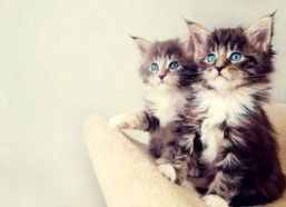 娱乐吃瓜酱小猫被薅起来,薅猫事件背后的真相