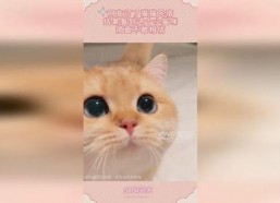 娱乐吃瓜酱小猫民宿,娱乐吃瓜酱的温馨食宿之旅