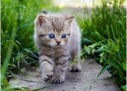 娱乐吃瓜酱营业的猫,揭秘吃瓜酱营业的猫界风云