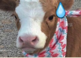 抖音娱乐吃瓜配音,娱乐配音带你领略网络搞笑魅力