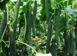 一枝花娱乐吃瓜,揭秘娱乐圈吃瓜背后的真相