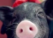 小猪娱乐吃瓜直播间视频,揭秘娱乐圈幕后故事