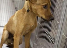 宠物安乐死娱乐吃瓜酱,娱乐吃瓜酱带你揭秘背后真相