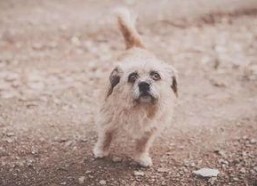 娱乐吃瓜酱流浪狗,流浪狗的温情故事