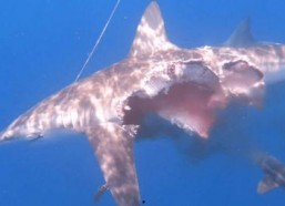 娱乐吃瓜酱鲨鱼视频,揭秘鲨鱼视频背后的秘密与趣味